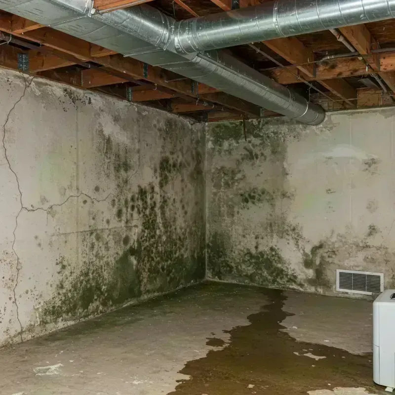 Professional Mold Removal in Adair County, MO